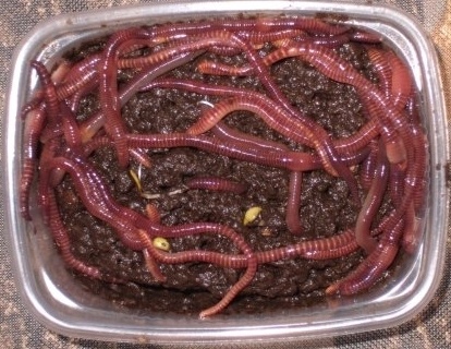 Червь навозный. фото 1